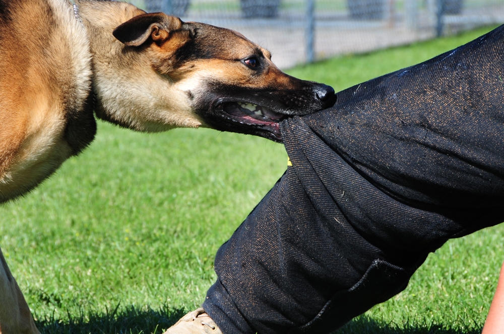 Anzeichen von Tollwut in Hunden und Symptomen der menschlichen Infektion von einem kranken Tierbiss 02