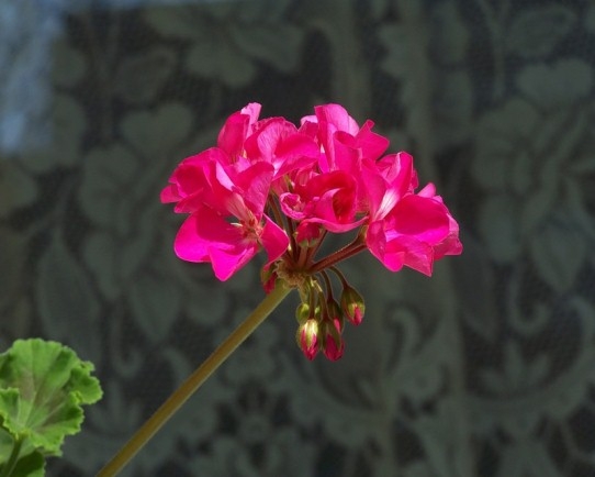 Geranium - Pflege zu Hause 03