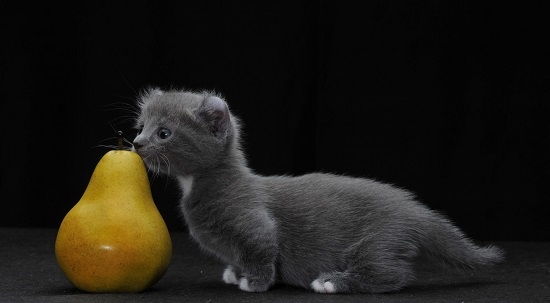 Zuchtkatzen mit kurzen Pfoten: Foto mit Beschreibungen und Besonderheiten 06