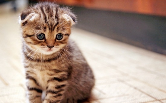 Scottish Fold Kätzchen: Charakter, Pflege, Inhalt, Lebensmittel 01