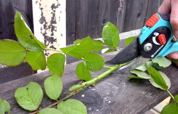 Wie man eine Rose von einem Blumenstrauß anpflanzen? Vorbereitung eines Schneid- und Wachstumsmethoden 01