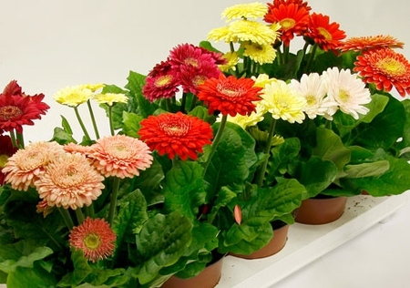 Gerbera Room: Pflege zu Hause 02