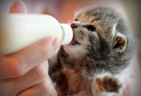 Scottish Fold Kätzchen: Charakter, Pflege, Inhalt, Lebensmittel 02