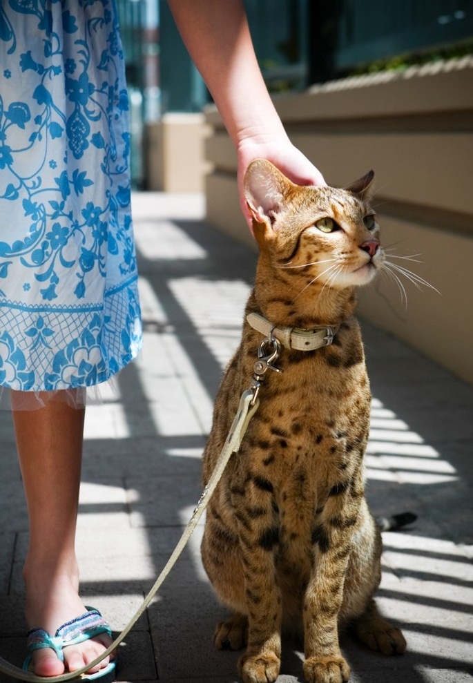 Die größte Katzenrasse. Beschreibung großer Katzenrassen mit Fotos und Preisen für Kätzchen 05