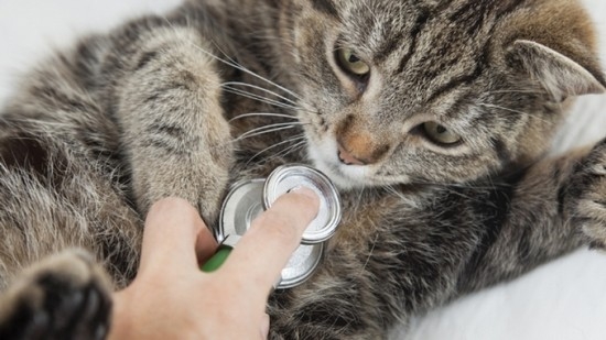 Wie viel Katze treibt Kätzchen rechtzeitig, und von dem diesmal davon abhängt? 02