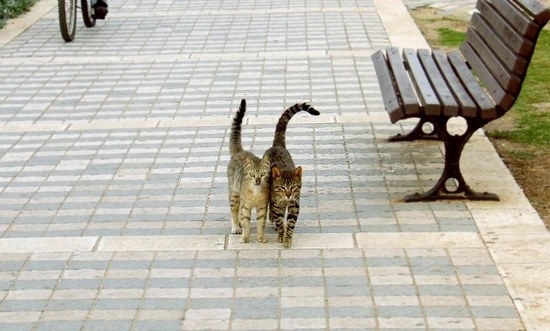 Wie viele Tage katiert Katze: Fakten und Wege, um das Problem zu lösen 02