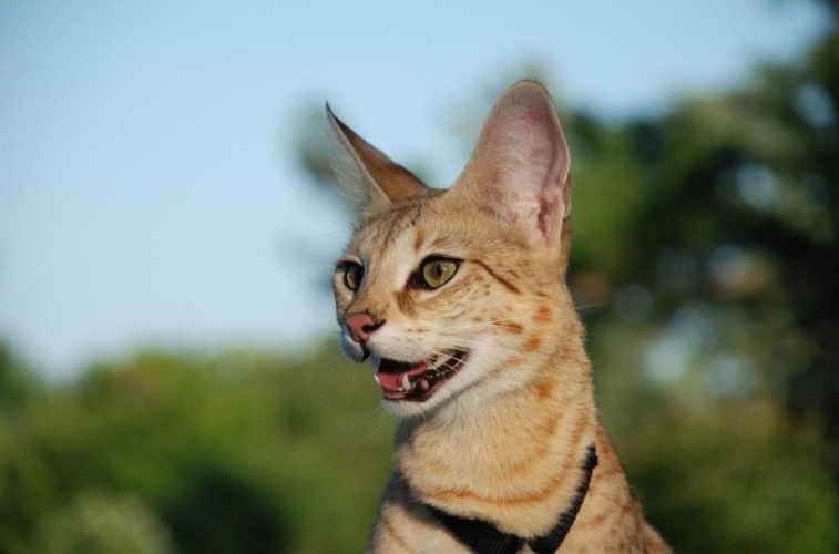 Die größte Katzenrasse. Beschreibung großer Katzenrassen mit Fotos und Preisen für Kätzchen 06