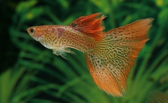 Petushk Fish: Sorge und Inhalt, Kompatibilität mit anderen Aquarienfischen 07