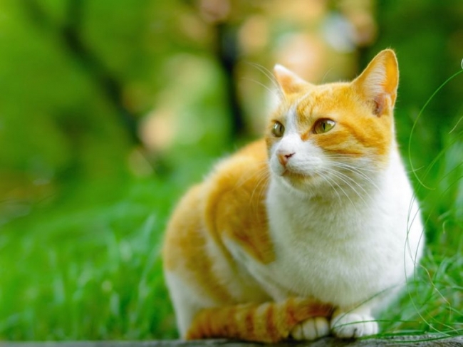 Wie viele Jahre leben Katzen?? Wie viele Jahre leben Katzen mit richtiger Pflege?? 02