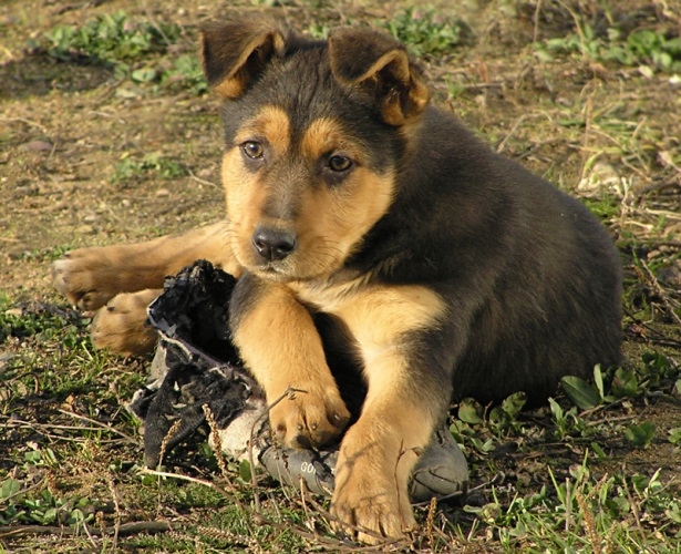 Wie viele Jahre leben Hunde?? Lebenserwartung von Garten- und Vollbluthunden 02