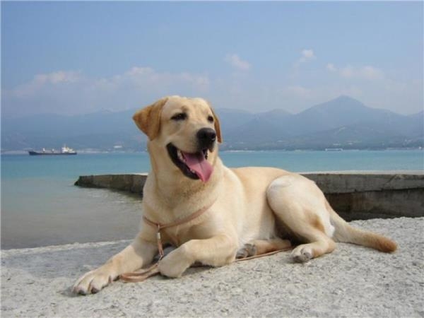 Wie viele Jahre leben Hunde?? Lebenserwartung von Garten- und Vollbluthunden 03