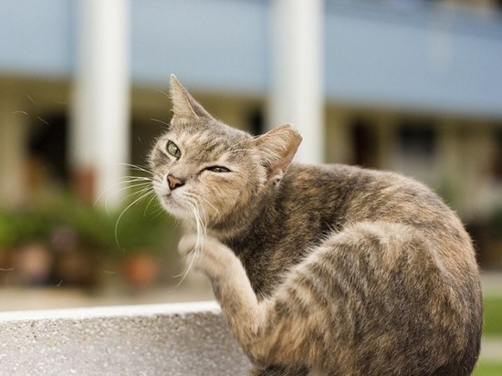 Wie man eine Katze behandelt, wenn seine Augen rauskommen, wenn er Rutsche hat und er niedet? 02