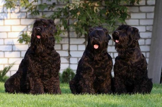 Wie viele Terrier leben: Definieren von Lebenserwartungsfaktoren 03