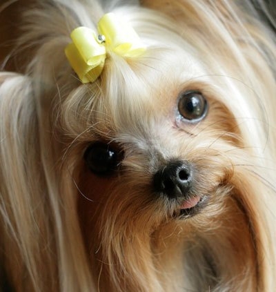 Haarschnitte Yorkshire Terrier 01