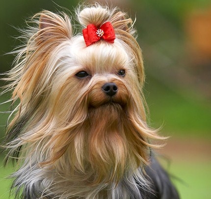 Haarschnitte Yorkshire Terrier 03