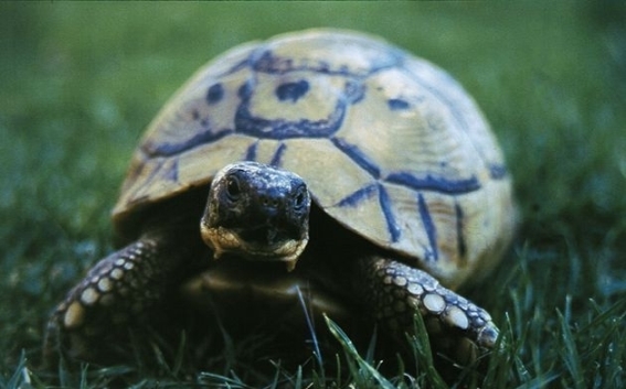 Bodenschildkröten zu Hause 02