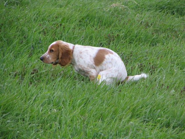 Hundediarrhoe: Was tun?? Ursachen für Durchfall bei Hund und effizienter Behandlung 01