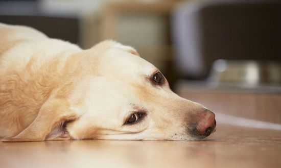 Der Hund hat Durchfall mit Blut: was zu tun ist, wo aus den Gründen für das suchen, was die Behandlung sein wird? 01