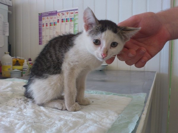 Kitten Diarrhea: Was zu tun?? Was soll von Durchfallkitten geben: Drogen und Diät 02