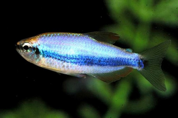 Arten von Aquarienfisch: Foto. Kompatibilität von Aquarienfisch: Regeln 02