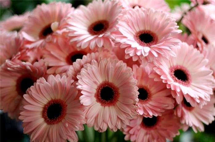 Gerbera Room: Pflege zu Hause 03