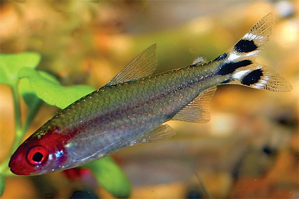 Arten von Aquarienfisch: Foto. Kompatibilität von Aquarienfisch: Regeln 06