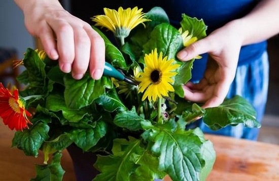 Gerbera in einem Pot: Wie kümmere ich mich um eine Blume?? 05