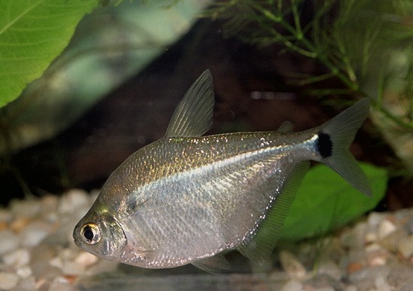 Arten von Aquarienfisch: Foto. Kompatibilität von Aquarienfisch: Regeln 08