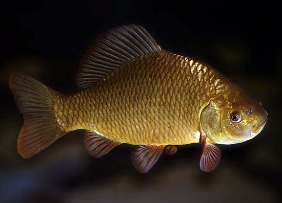 Goldfische: Inhalt und Pflege, Kompatibilität mit anderen Bewohnern des Aquariums 04