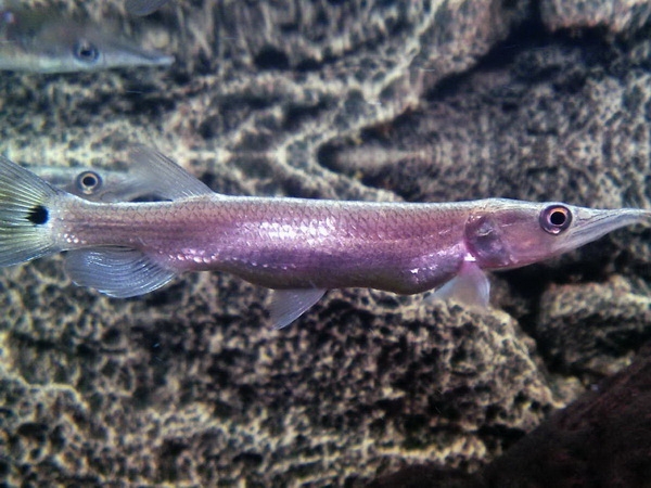 Arten von Aquarienfisch: Foto. Kompatibilität von Aquarienfisch: Regeln 09