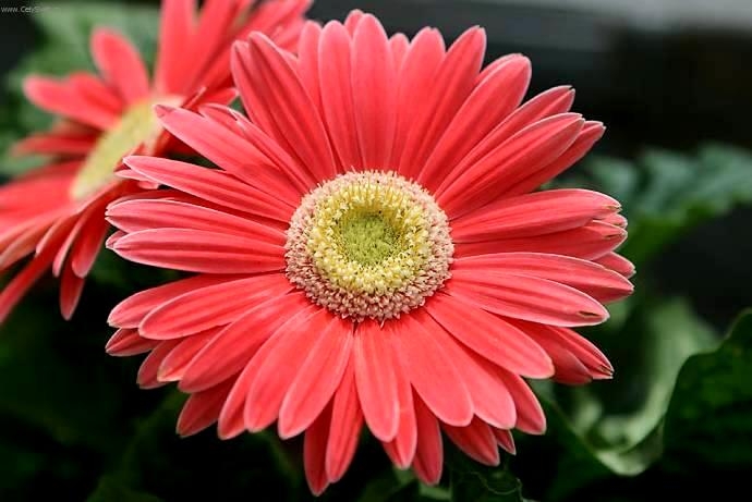 Gerbera Room: Pflege zu Hause 04