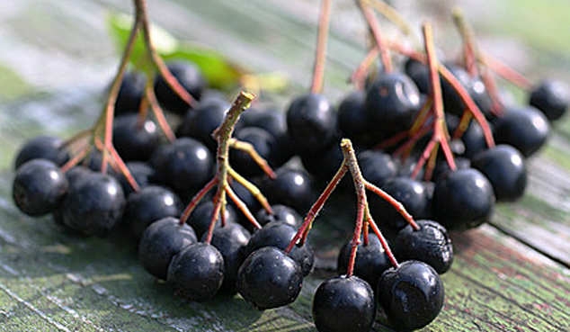 Minze Rowan: Rezepte. Wein, Marmelade, Tinktur von schwarzen Rowan 01