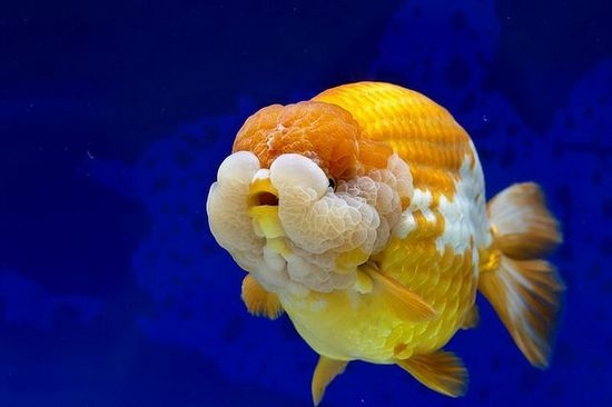 Goldfische: Inhalt und Pflege, Kompatibilität mit anderen Bewohnern des Aquariums 08