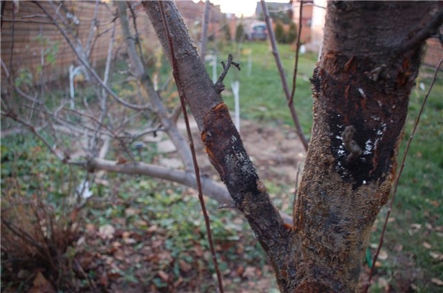 Erkrankungen von Apfelbäumen und ihrer Behandlung. Apfelbaumerkrankung: Foto 02