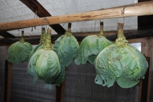 Wie man Kohl speichert? Wie man Kohl im Keller speichert, Wohnung? 03