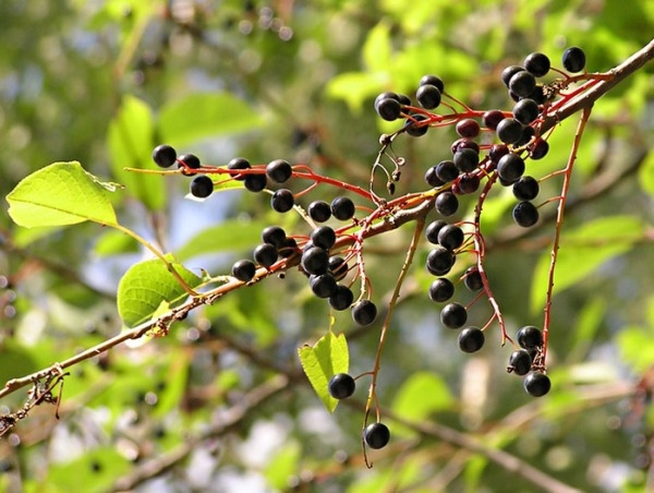 Kirsche in der Blüte 02