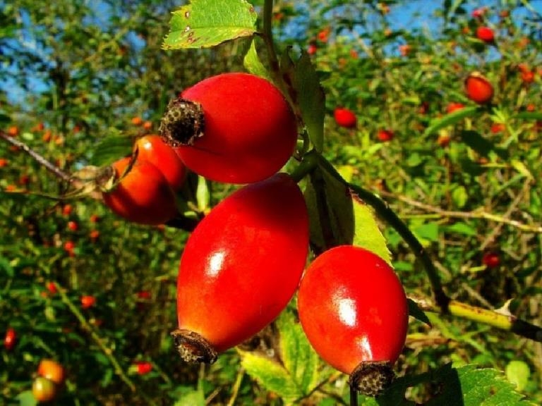 Beim Sammeln von Hagebutte? Berry-Sammlung und Speicherregeln 01