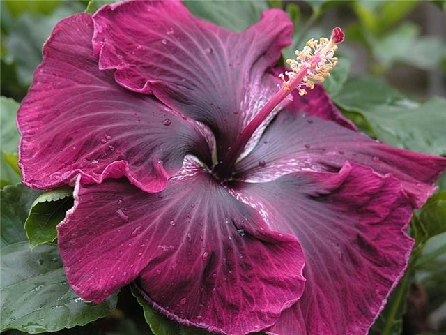 Hibiskus oder sudanesische Rose 01