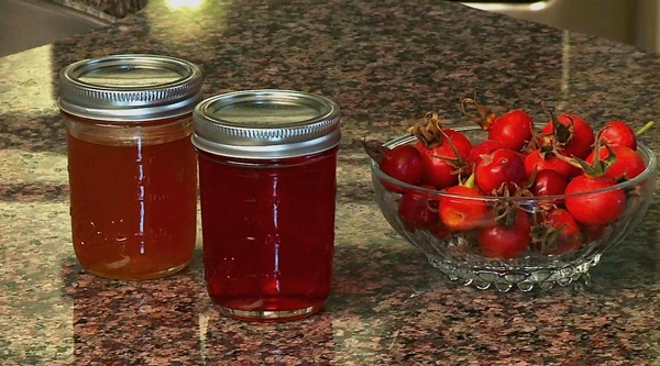 Beim Sammeln von Hagebutte? Berry-Sammlung und Speicherregeln 02