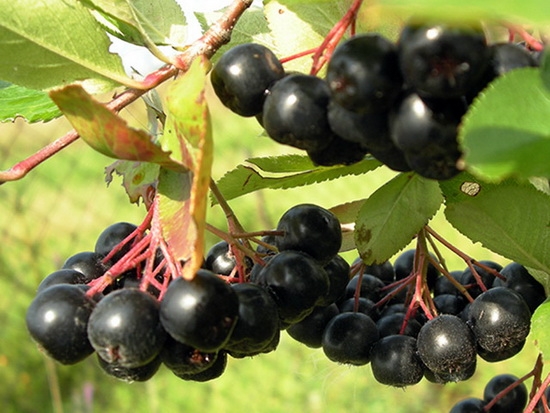 Kompott aus schwarzem Rowan Rowan für den Winter: Rezepte mit Äpfeln, Kirschblättern, Sanddorn, mit Sterilisation und ohne 01