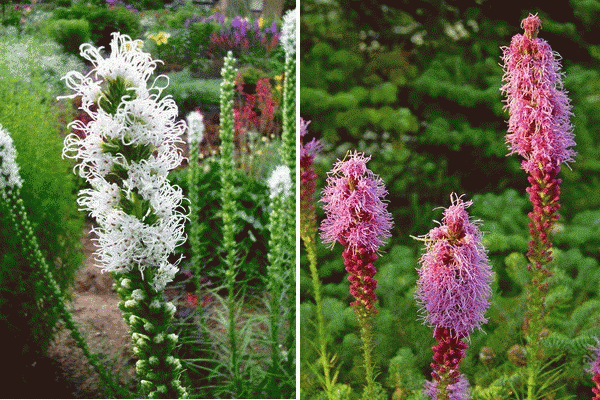 Liatris: Landung und Pflege. Beschreibung der gängigen Arten von LiatRIX 07