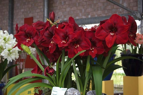 Hippeastrum und Amarillis 02