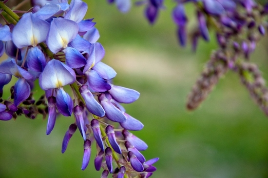 Wisteria: Wachstum und Pflege, Pflanzenpflanzen 01