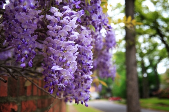 Wisteria: Wachstum und Pflege, Pflanzenpflanzen 02