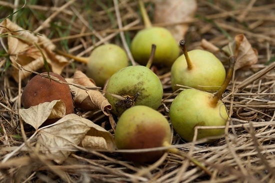 Schritt für Schritt einfache Kompottrezepte von einer Birne für den Winter: von Ganzzahlen, hausgemachten, wilde Birnen, Schwänze 04