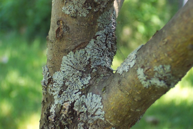 Erkrankungen von Apfelbäumen und ihrer Behandlung. Apfelbaumerkrankung: Foto 08