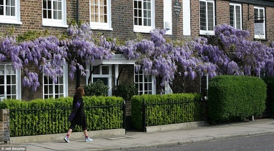 Wisteria: Wachstum und Pflege, Pflanzenpflanzen 03