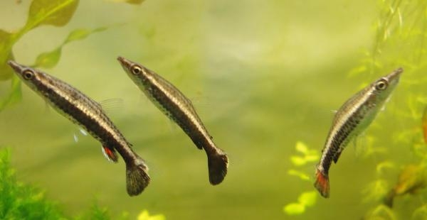 Arten von Aquarienfisch: Foto. Kompatibilität von Aquarienfisch: Regeln 22