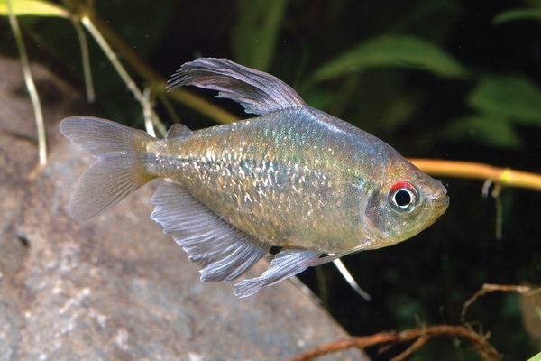 Arten von Aquarienfisch: Foto. Kompatibilität von Aquarienfisch: Regeln 23