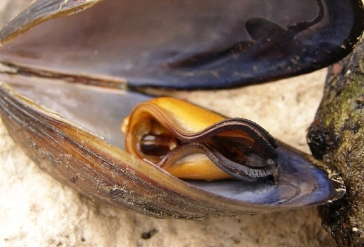 Wie und wie viel Kochen von Muscheln? 01